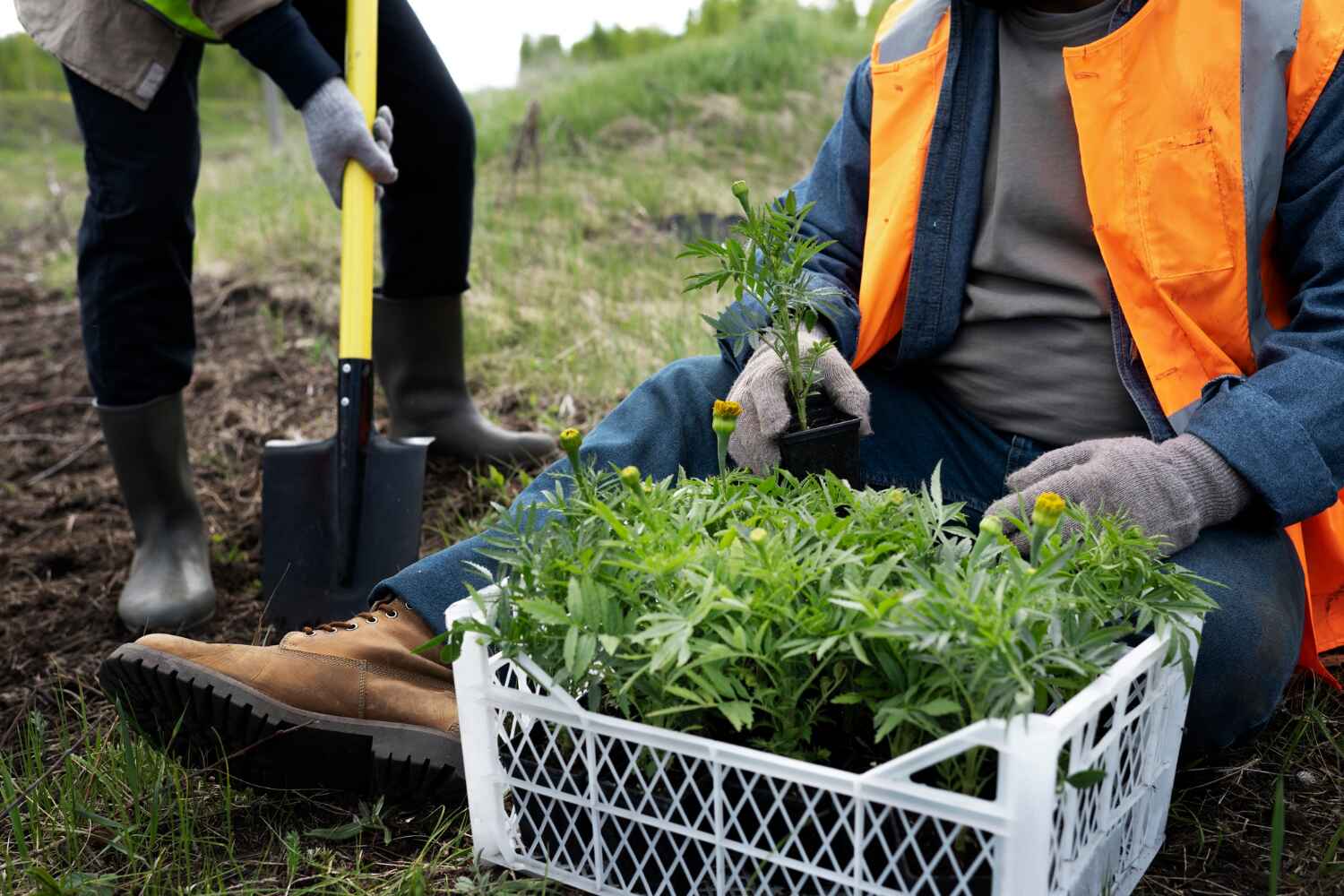 Professional Tree Service in Independence, MO